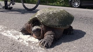 How to help a snapping turtle cross the road, SAY WHAT!  PowerModz.