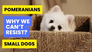 Best Small Dog Breeds for Apartments (Hypoallergenic, Clean, Smart, LongLife)