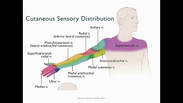 Upper limb anatomy for Ultrasound guided nerve blocks part 1