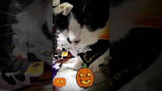 猫たちのハロウィン仮装は何でしょう？ What are cats Halloween costumes?