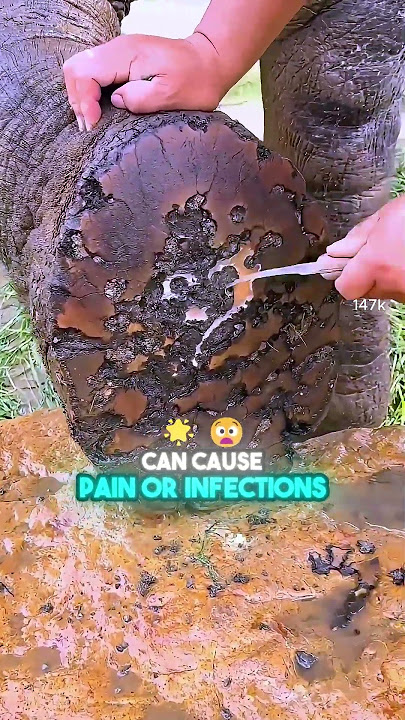 See How Elephants Get Their Giant Feet Cleaned!