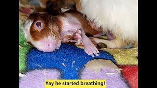 Watch Birth of 3 Baby Guinea Pigs