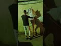 تعليم ادب الخيل واول حصه مع حصان متميز وجميل رقص خيول أحمد سويلم