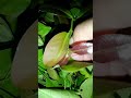 DAUN SALAM &amp; DAUN PEPAYA DIBIKIN LALAPAN TERNYATA RASANYA DILUAR NALARR