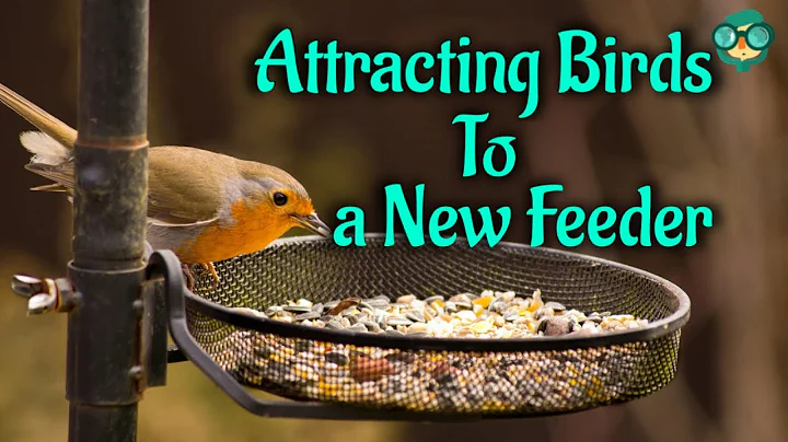 How to Attract Birds to New Feeder | Best tricks to attract birds to your feeder