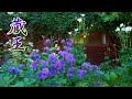 YAMAGATA【Private Residence】Open Gardens of Zao Pension Village 2020 Autumn.蔵王ペンション村 #4K  #蔵王