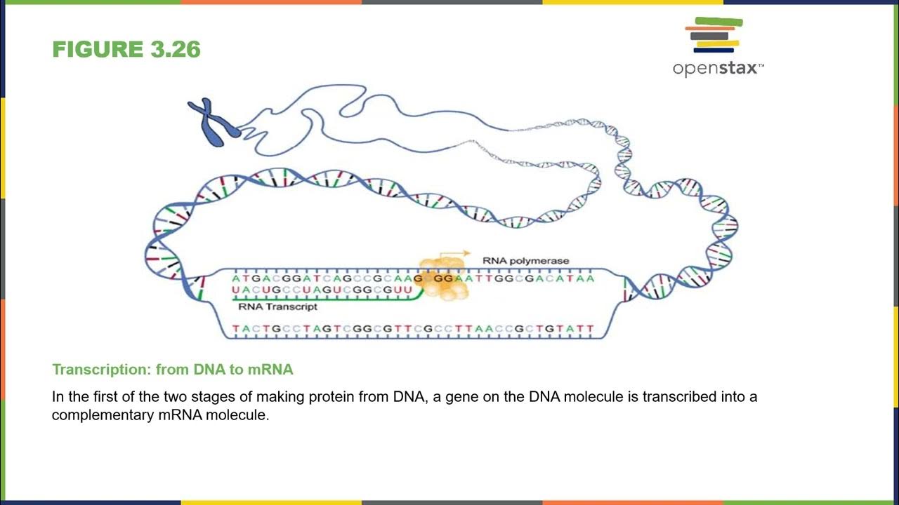protein synthesis YouTube