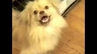 Tibetan Spaniel Barking to Sounds