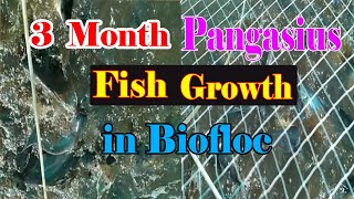 Biofloc | Fish Growth | 3 Month Pangasius Fish Growth in Biofloc | Pangas Fish Farming in Biofloc screenshot 2