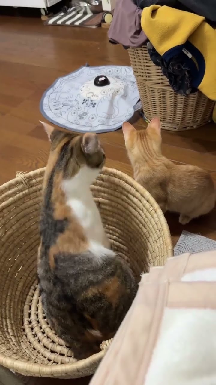 Funny  kitten top vidéo