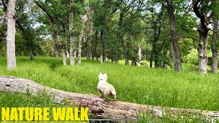 VIRTUAL DOG WALK - White Dog 🐶 In A Wildflower MEADOW - FOREST Ambiance