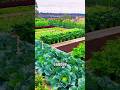 Turning a Backyard into a Productive Vegetable Garden
