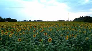 Sunflower Field 4K Drone Video | Vignola, Modena | Aerial Cinematic Nature Footage