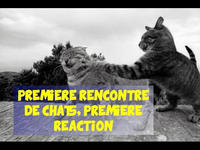 chat room rencontre