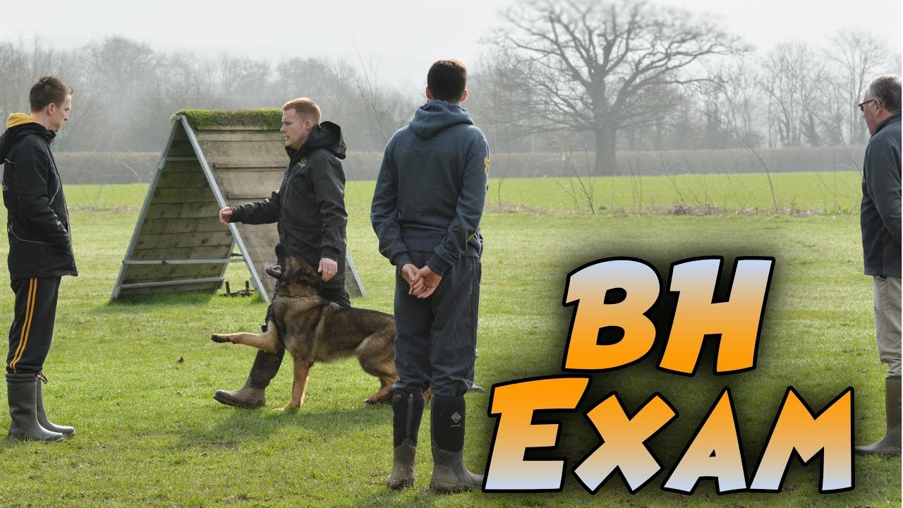 Cerberus ipo & schutzhund club