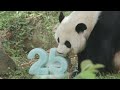 Happy 25th Birthday, Mei Xiang!