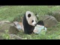 Happy 25th Birthday, Mei Xiang!
