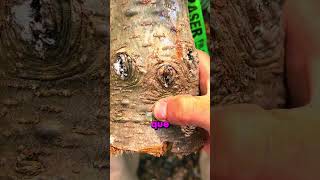 El árbol con espinillas que puede salvar vidas 👀