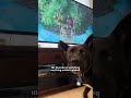 Dog Loves Watching TV — And Has A Favorite Movie Too | The Dodo