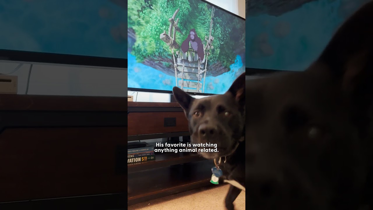 Dog Loves Watching TV — And Has A Favorite Movie Too | The Dodo