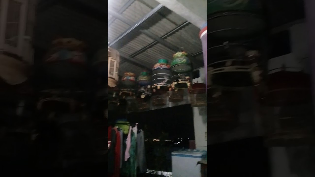 Burung 