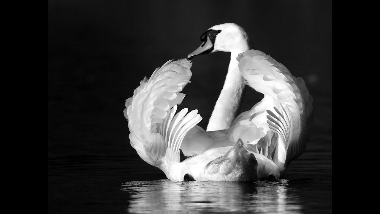Schwanensee Swanlake Tschaikowski, Tschaikowsky schöne Fotos, beautiful swan photo shots. Relaxation adlı videoyu YouTube'da izle Schwanensee Swanlake Tschaikowski, Tschaikowsky schöne Fotos, beautiful swan photo shots. Relaxation adlı videoyu YouTube'da izle