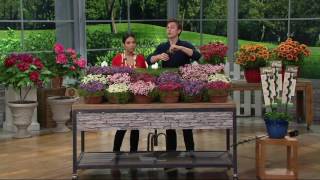 Robertas 36-Piece Trample Me English Creeping Thyme On Qvc