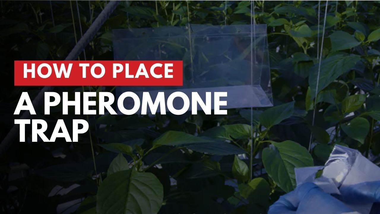 Pheromone trap: how to use?