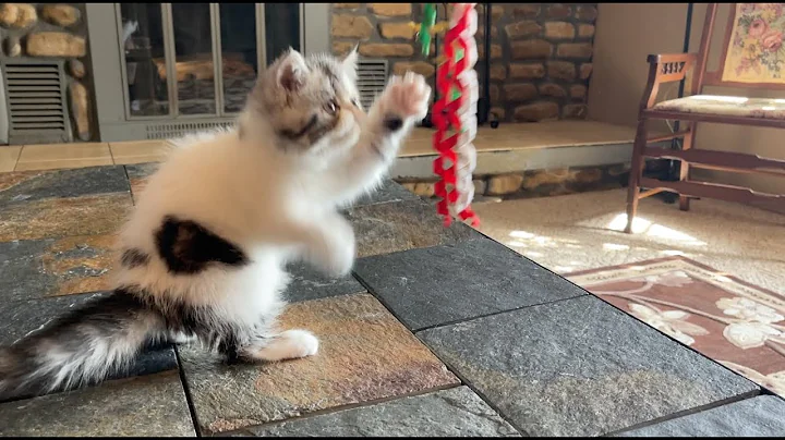 Video 3138271: tabby exotic shorthair, shorthair tabby kitten, bicolor exotic shorthair kitten, exotic shorthair black, gorgeous kittens