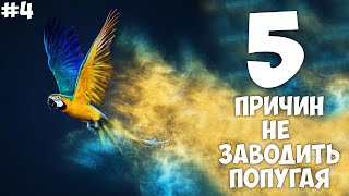 5 причин Не заводить попугая - Хозяин Лев