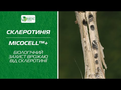 MicoCell+ біологічний захист від Склеротинії