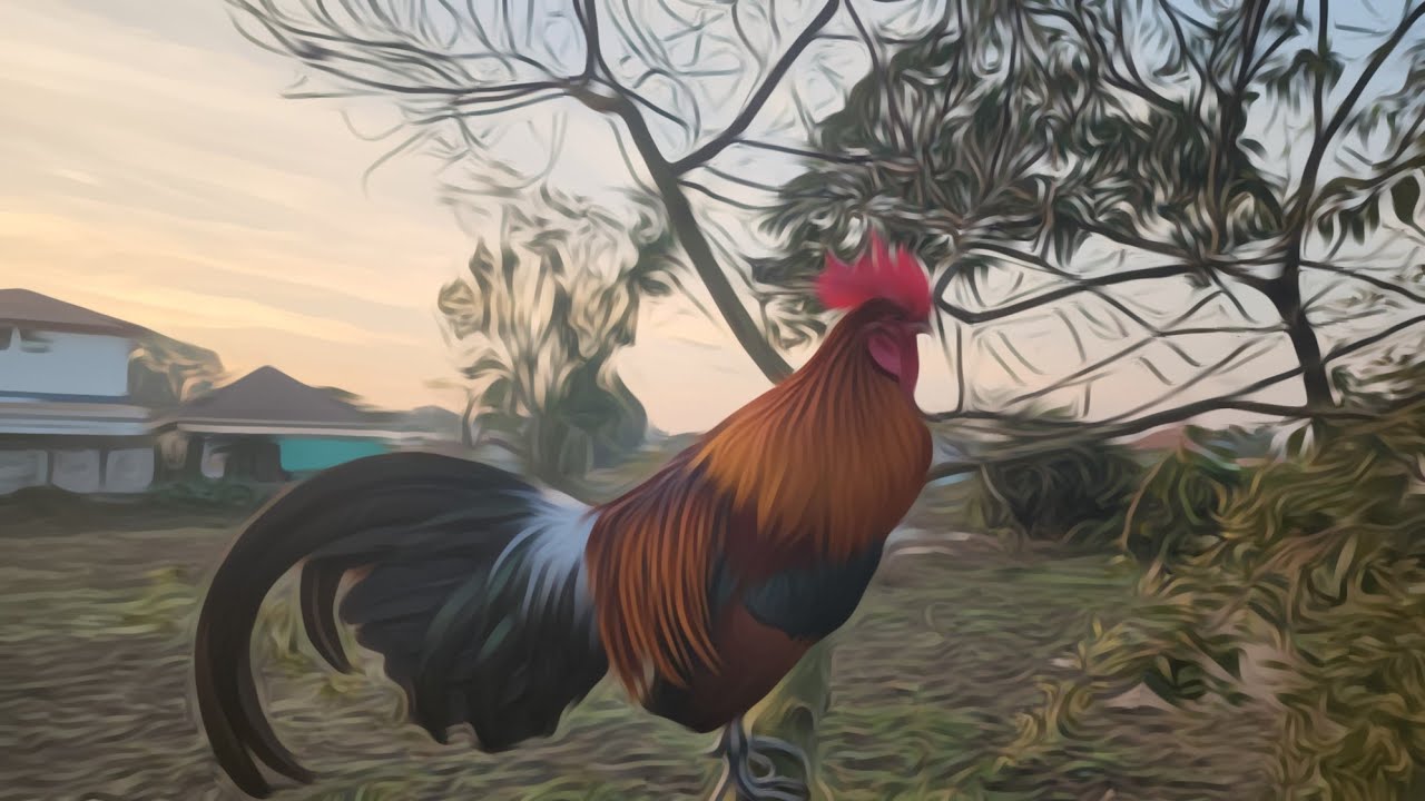 ✅️Ep:18 sawv txov los thaij kv tus🐓🐓 f2 rau peb saib duas nb 