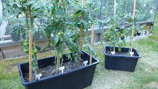 NEW, 'Dwarf Tomatoes', 2 weeks before harvest.