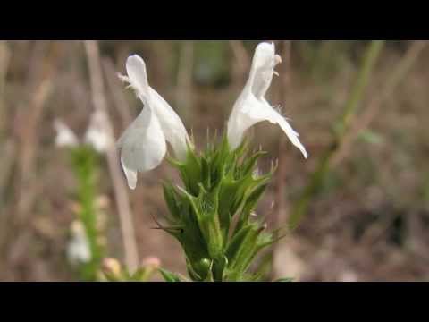 Satureja montana