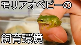 モリアオガエル Youtube