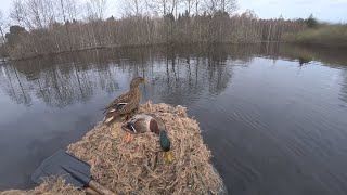 Второе утро. Закрытие весенней охоты с подсадными утками.