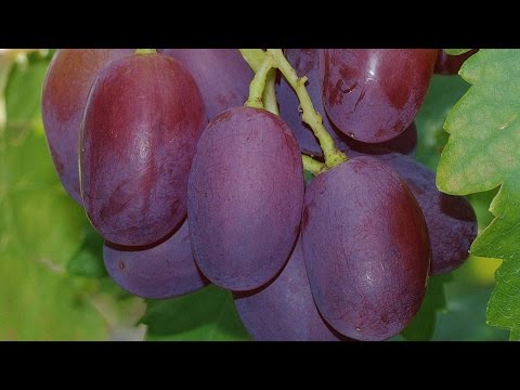 Grapes Troika Kraynova (Transfiguration, Victor, YOON)