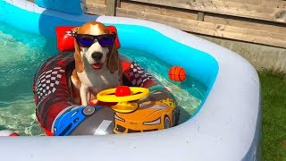 Dogs Vs Swimming Pool Cute Dog Louie The Beagle