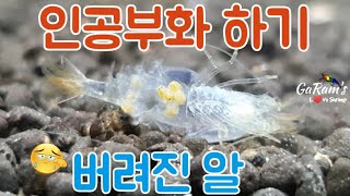 생이새우 & Bee shrimp 키우기 - 버려진 알 인공부화 시키기