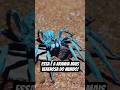 as 5 aranhas mais venenosas do mundo!#aranha #spider #top5 #animais#curiosidades