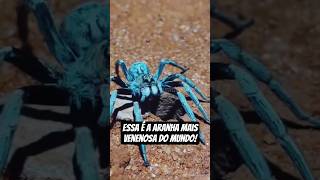 The 5 most venomous spiders in the world! #spider #top5 #animals #curiosities