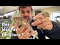 Lézards mangeurs d'escargots ?! 🐌 TUTO Elevage des Anolis de Cuba (Chamaeleolis)
