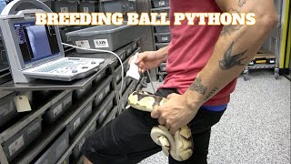 Saturday Snake School! When To Start To Pair Your Ball Pythons! Wealth
