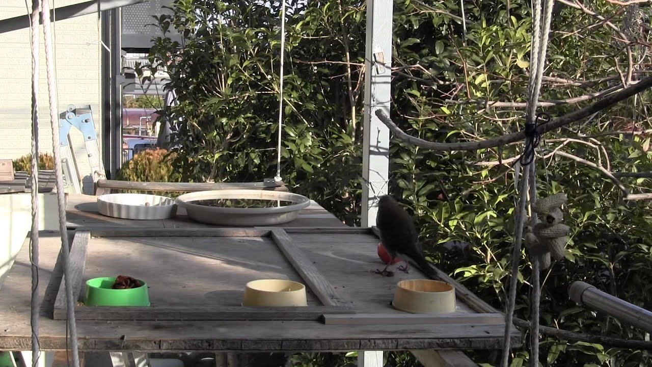 上手に柿の種から果肉を取るシロハラ Pale Thrush takes the flesh from a persimmon seed