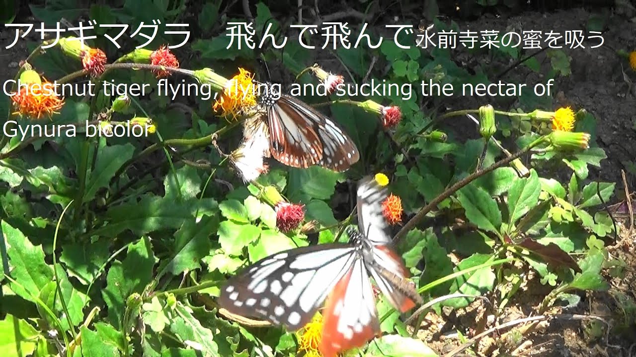 アサギマダラ 飛んで 飛んで水前寺菜の蜜を吸うchestnut Tiger Flying Flying And Sucking The Nectar Of Gynura Bicolor 21 Youtube