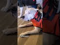 Dogo Argentinos Suited And Booted Dogoargentino Dog Viral Beastmode Dogshorts Like Follow Dogo Argentinos Suited And Booted Dogoargentino Dog Viral Beastmode Dogshorts Like Follow
