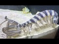 Giant Pet MANTIS SHRIMP SHEDS SKIN in AQUARIUM!