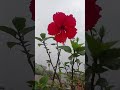 🌺 Blooming bright like a hibiscus in the morning sun.🌿 Strong roots, soft petals, pure beauty