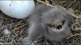 AEF-NEFL ~ Morning Feeding of Sweet NE24 by Mom! What A Cutie! 2.10.21 screenshot 2