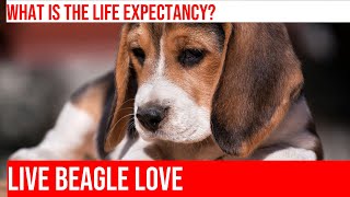 Caring for Your Aging Beagle: Tips for a Longer Life